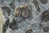 Ammonite (Promicroceras) Cluster - Somerset, England #86259-2